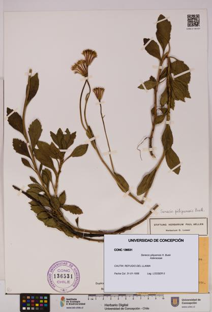 Senecio pilquensis [Espécimen: UDEC:CONC:0136531]