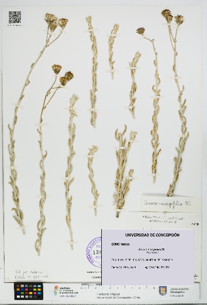 Senecio micropifolius [Espécimen: UDEC:CONC:0136533]
