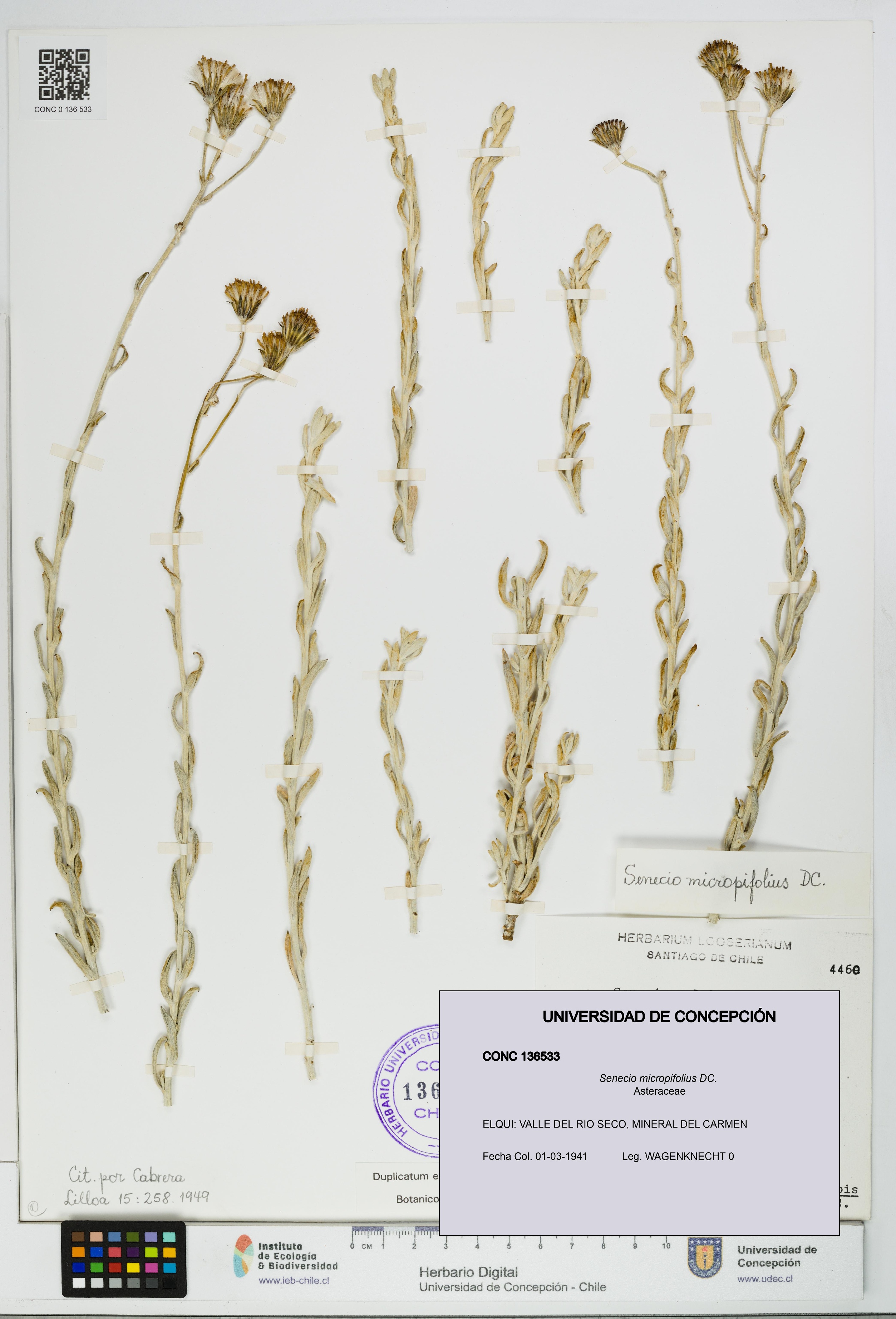 Senecio micropifolius [Espécimen: UDEC:CONC:0136533]