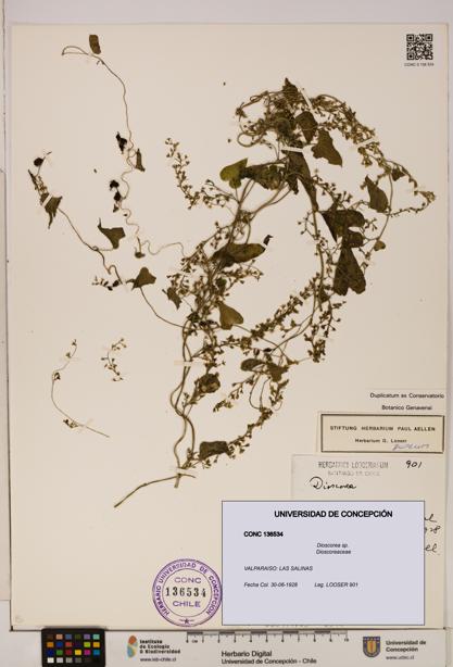 Dioscorea sp. [Espécimen: ]