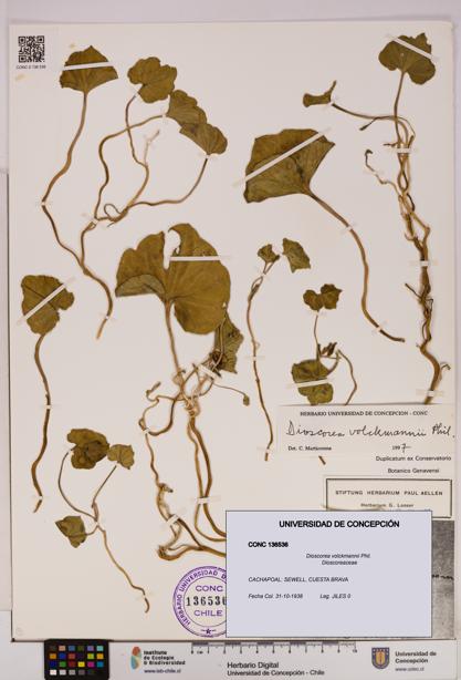 Dioscorea volckmannii [Espécimen: UDEC:CONC:0136536]