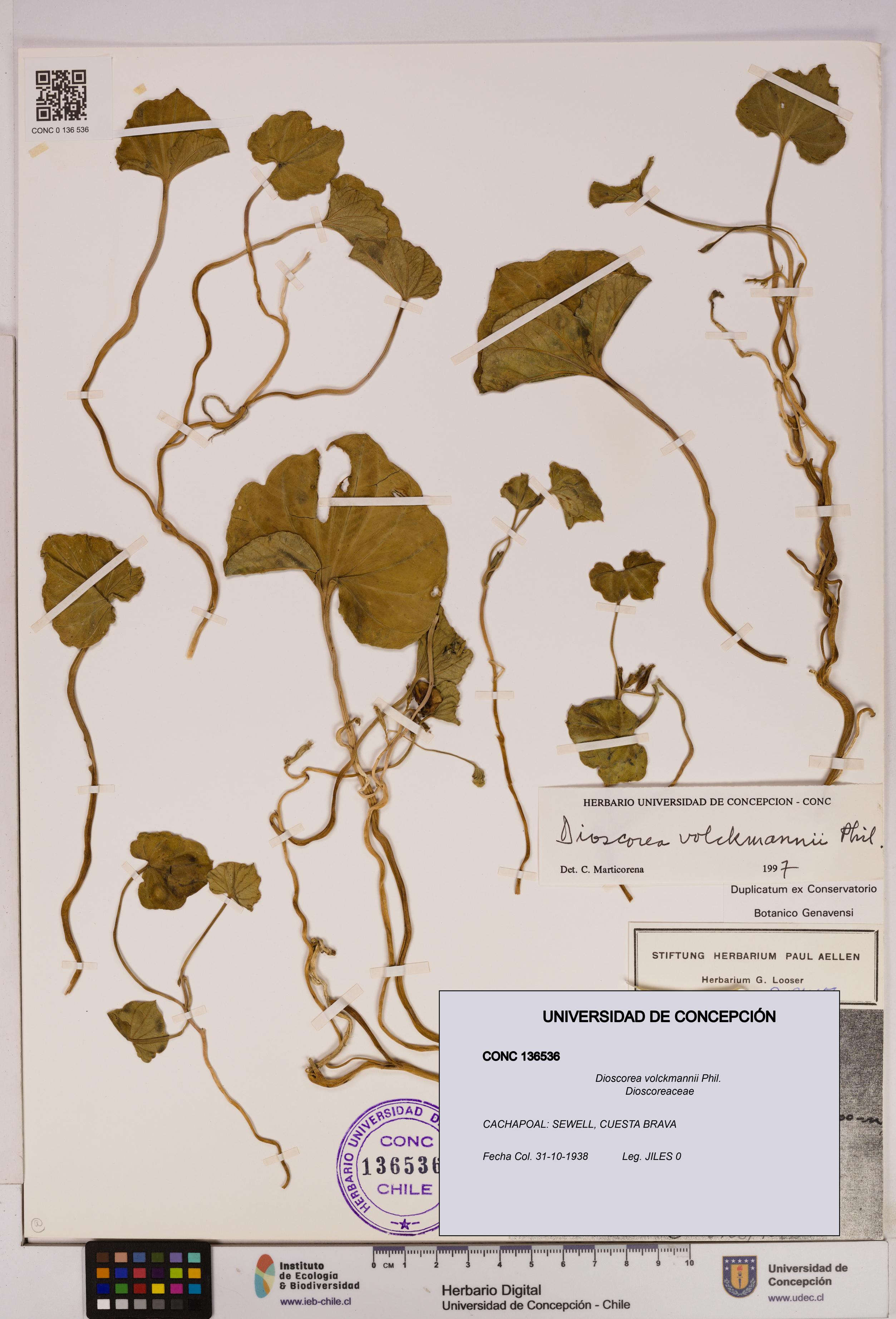 Dioscorea volckmannii [Espécimen: UDEC:CONC:0136536]