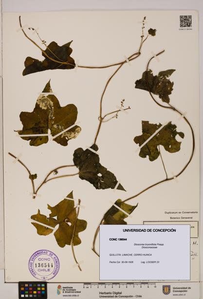 Dioscorea bryoniifolia [Espécimen: ]
