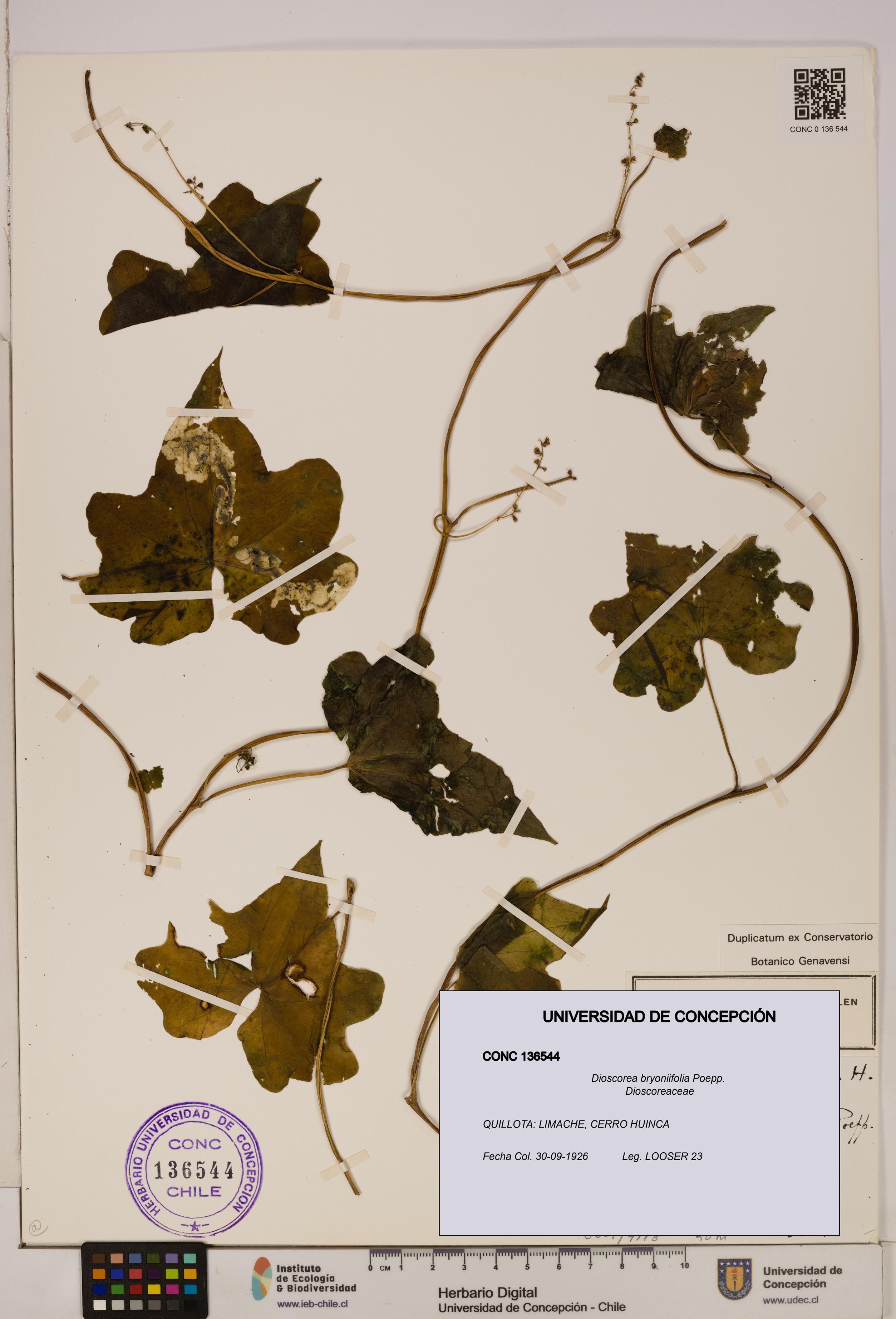 Dioscorea bryoniifolia [Espécimen: ]