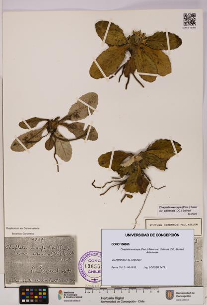 Chaptalia exscapa var. chilensis [Espécimen: UDEC:CONC:0136553]