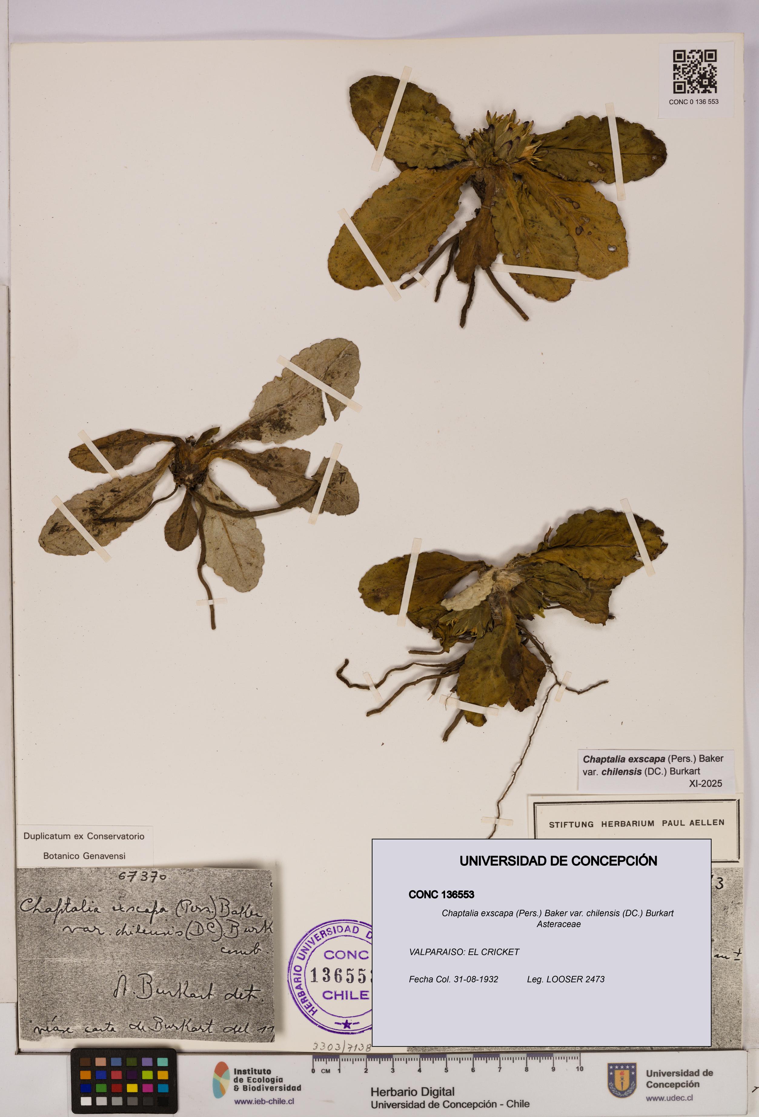 Chaptalia exscapa var. chilensis [Espécimen: UDEC:CONC:0136553]