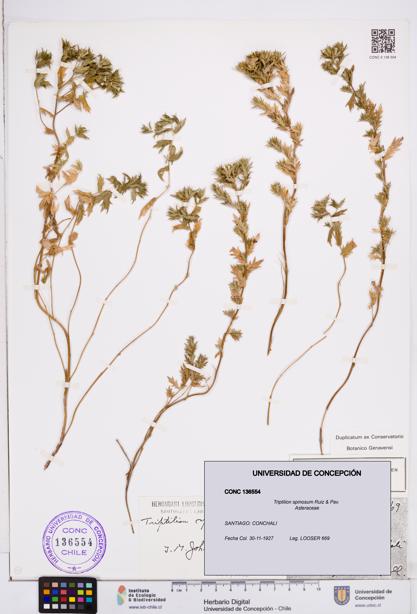 Triptilion spinosum [Espécimen: ]