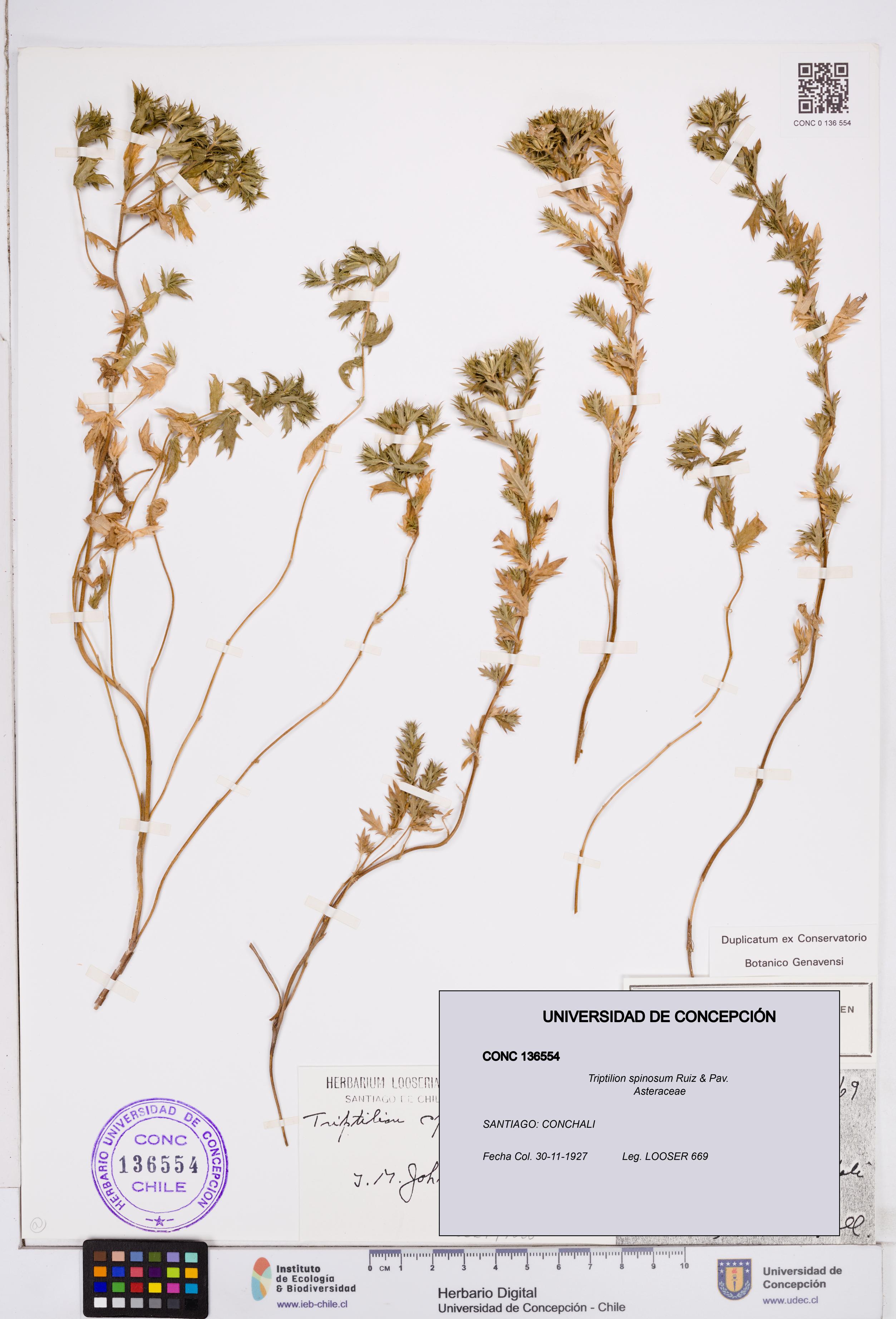Triptilion spinosum [Espécimen: ]
