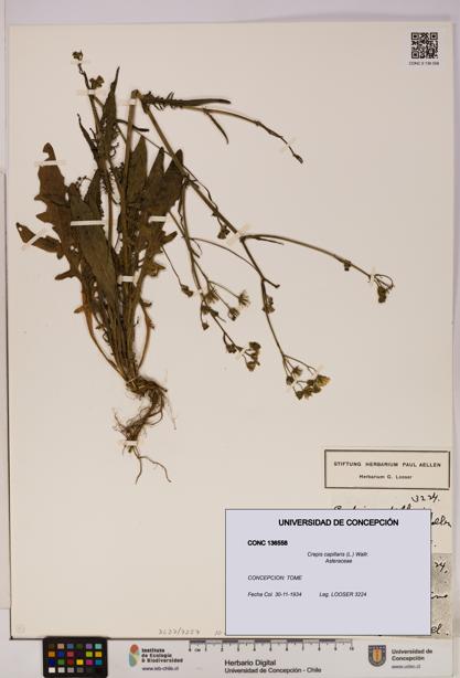 Crepis capillaris [Espécimen: UDEC:CONC:0136558]