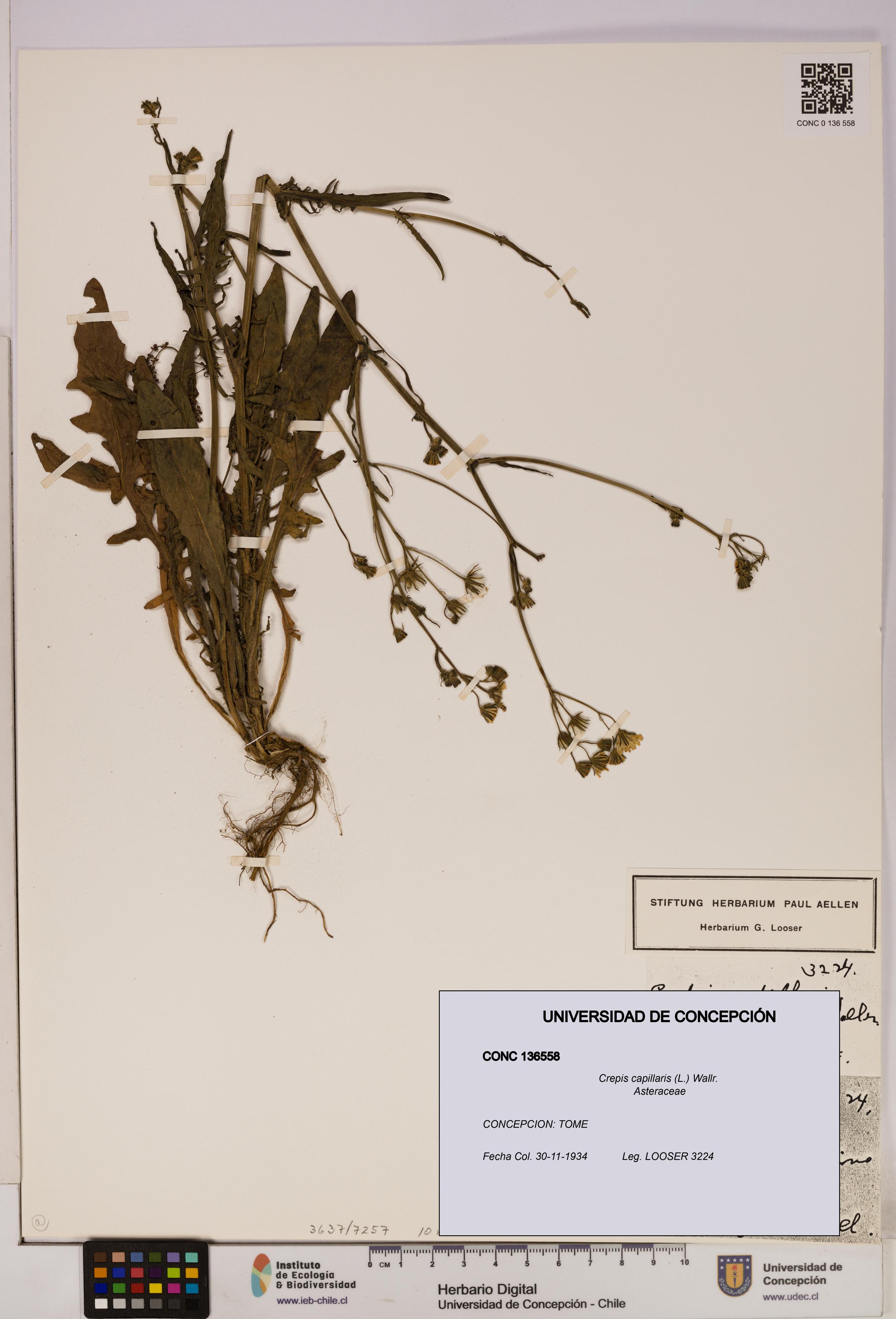Crepis capillaris [Espécimen: UDEC:CONC:0136558]