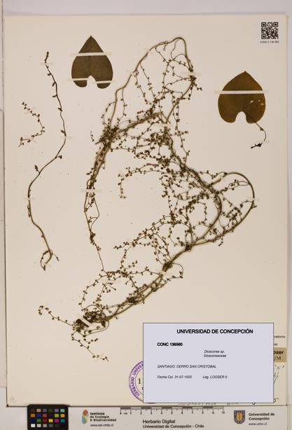 Dioscorea sp. [Espécimen: ]