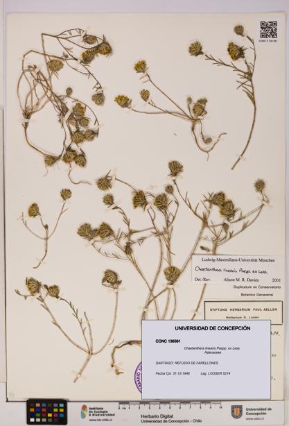 Chaetanthera linearis [Espécimen: UDEC:CONC:0136561]