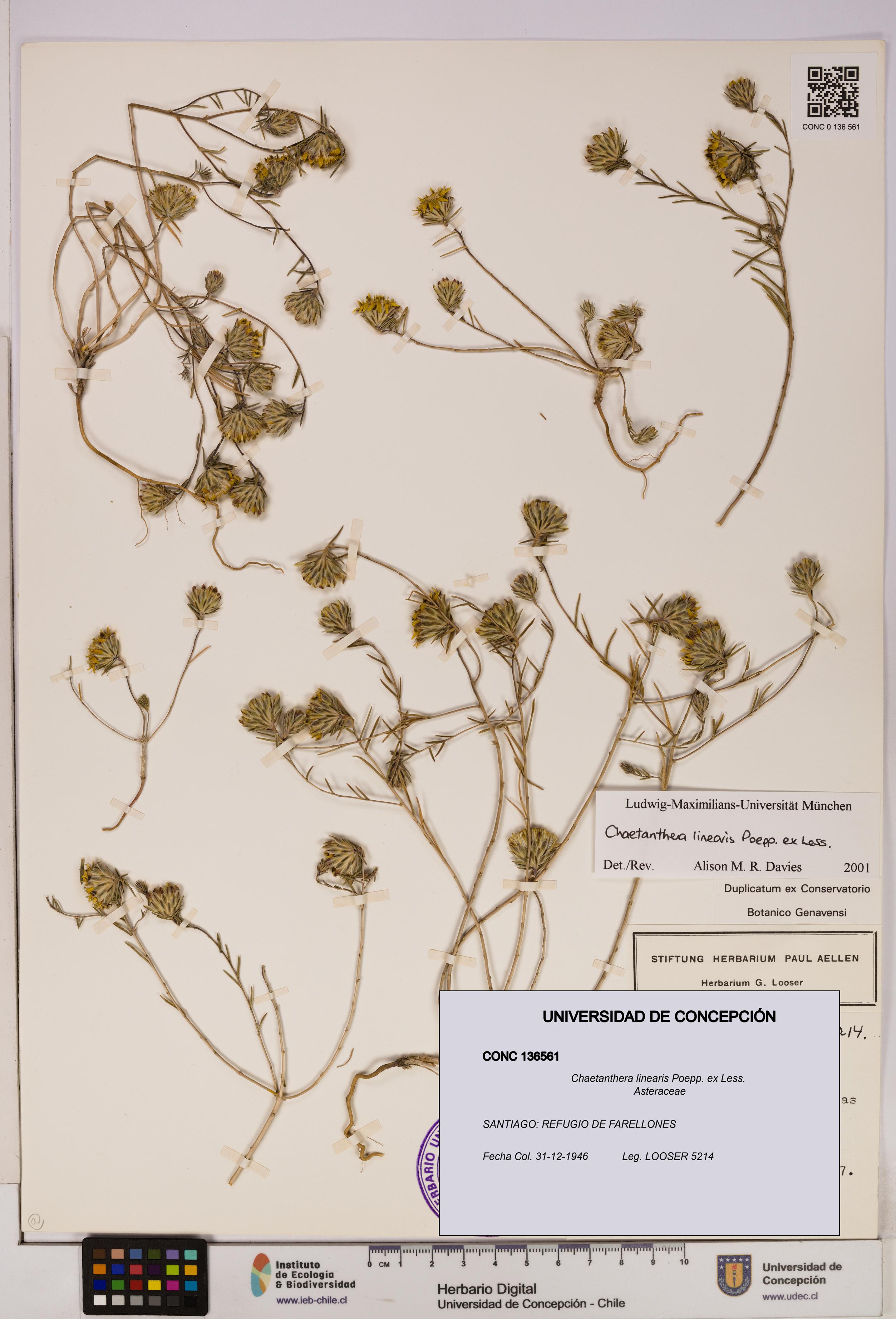 Chaetanthera linearis [Espécimen: UDEC:CONC:0136561]