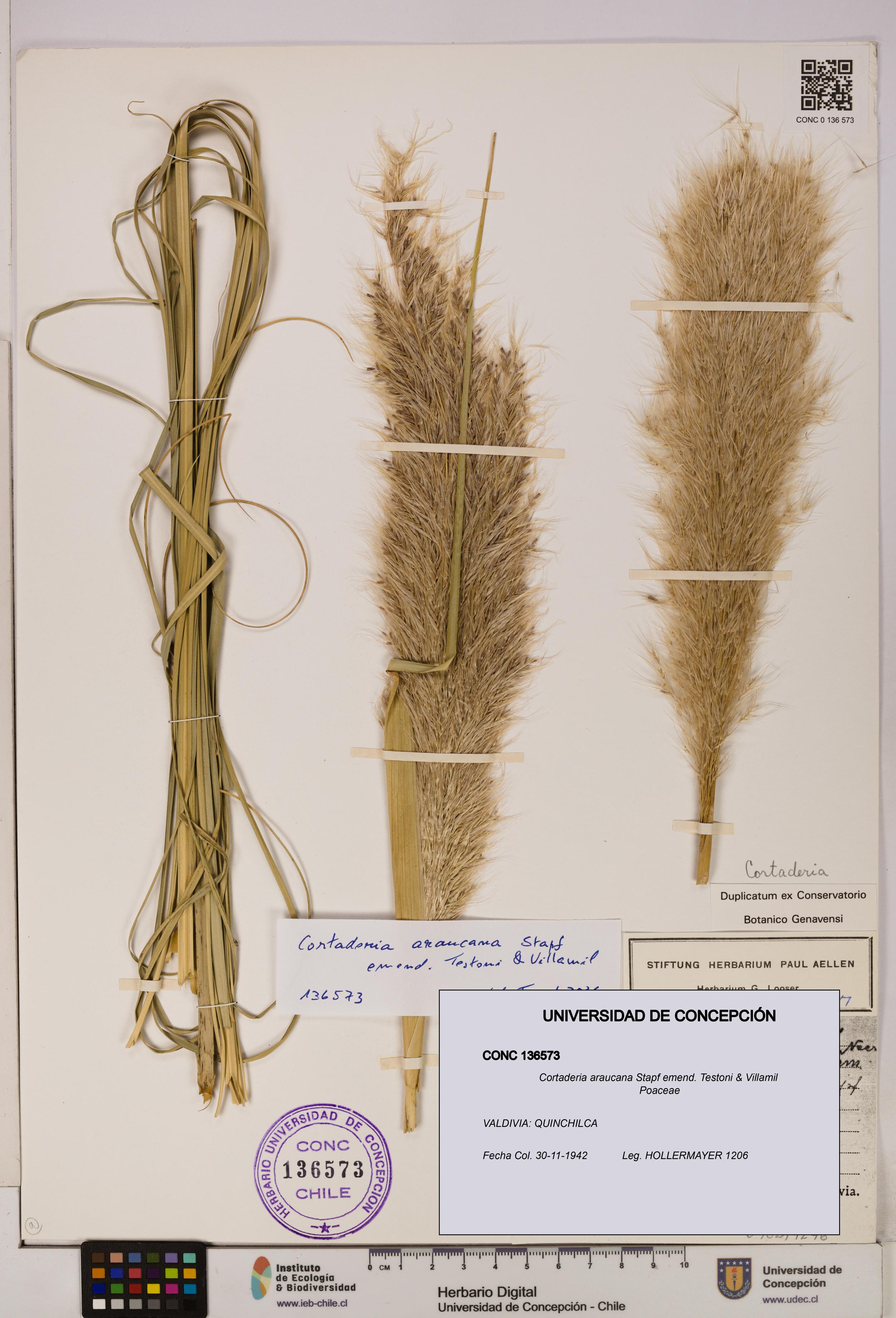 Cortaderia araucana [Espécimen: UDEC:CONC:0136573]
