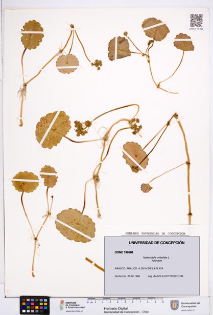 Hydrocotyle umbellata [Espécimen: ]