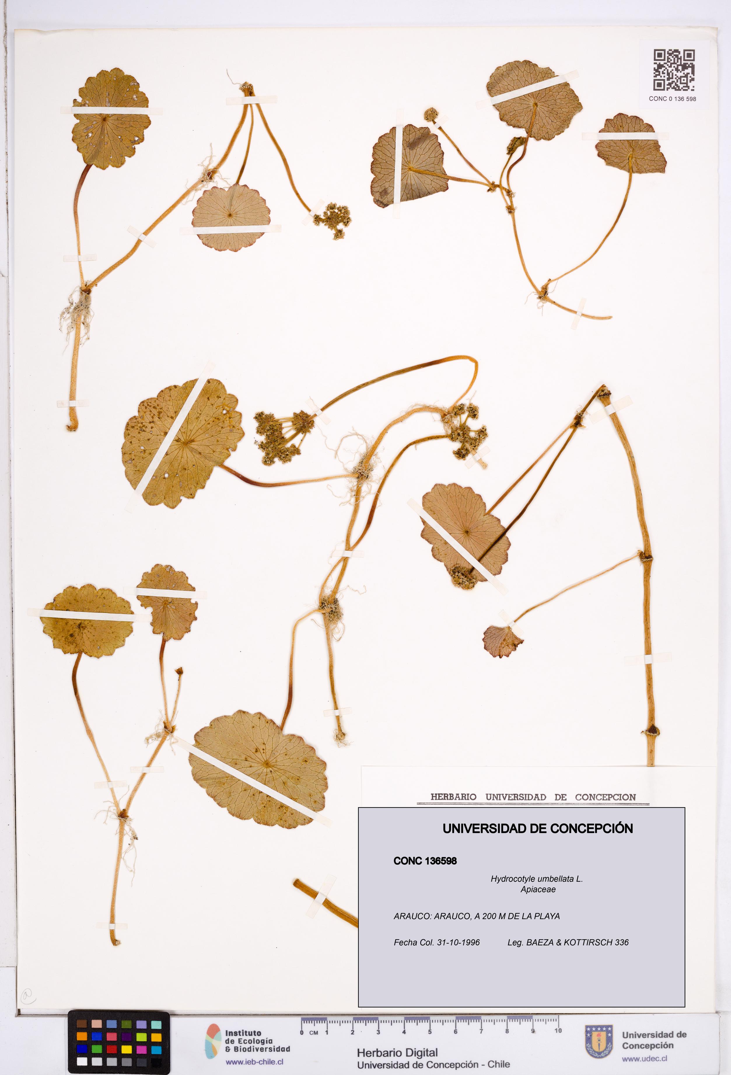 Hydrocotyle umbellata [Espécimen: ]