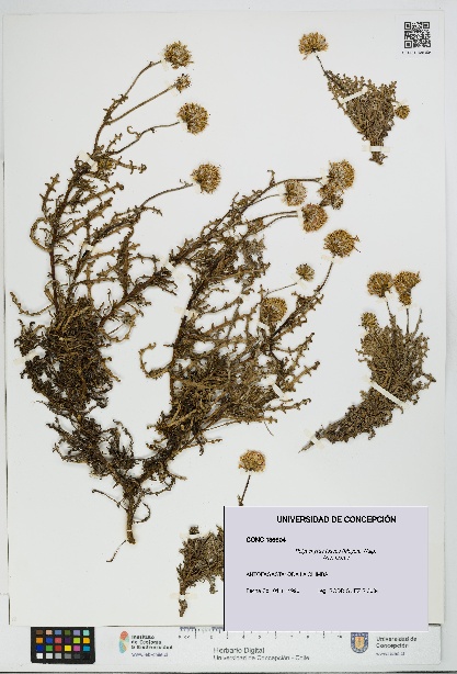 Polyachyrus fuscus [Espécimen: UDEC:CONC:0136604]
