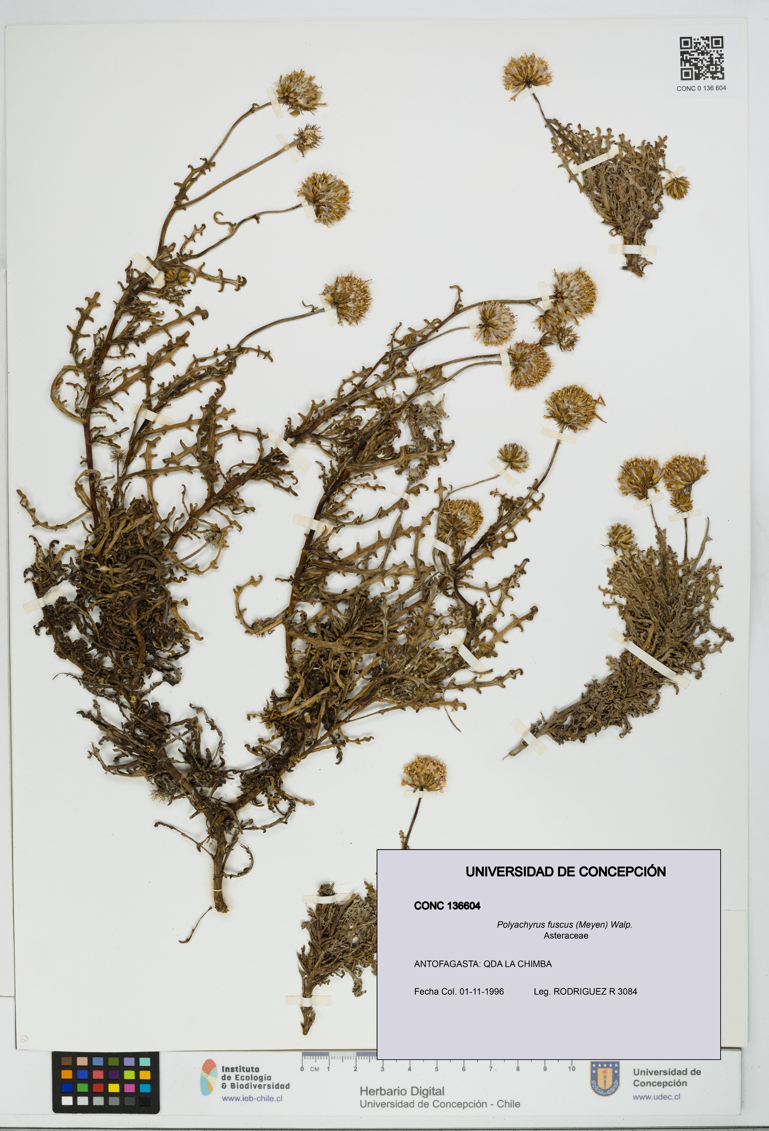 Polyachyrus fuscus [Espécimen: UDEC:CONC:0136604]