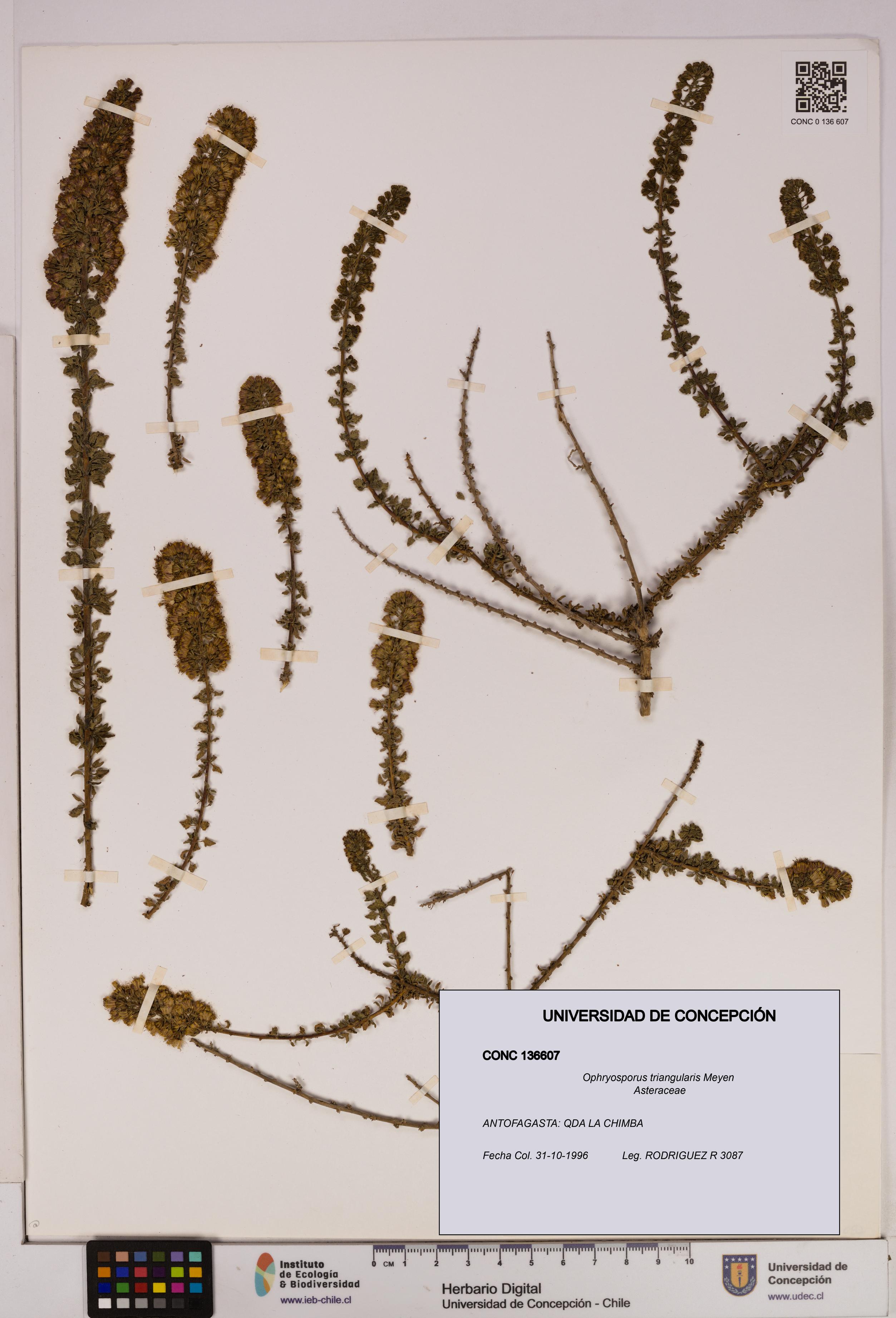 Ophryosporus triangularis [Espécimen: UDEC:CONC:0136607]