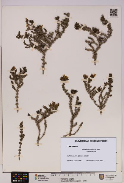 Frankenia chilensis [Espécimen: UDEC:CONC:0136610]