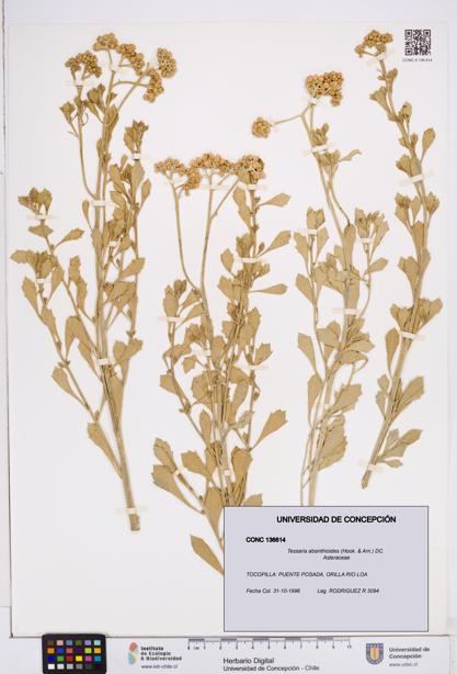 Tessaria absinthioides [Espécimen: ]
