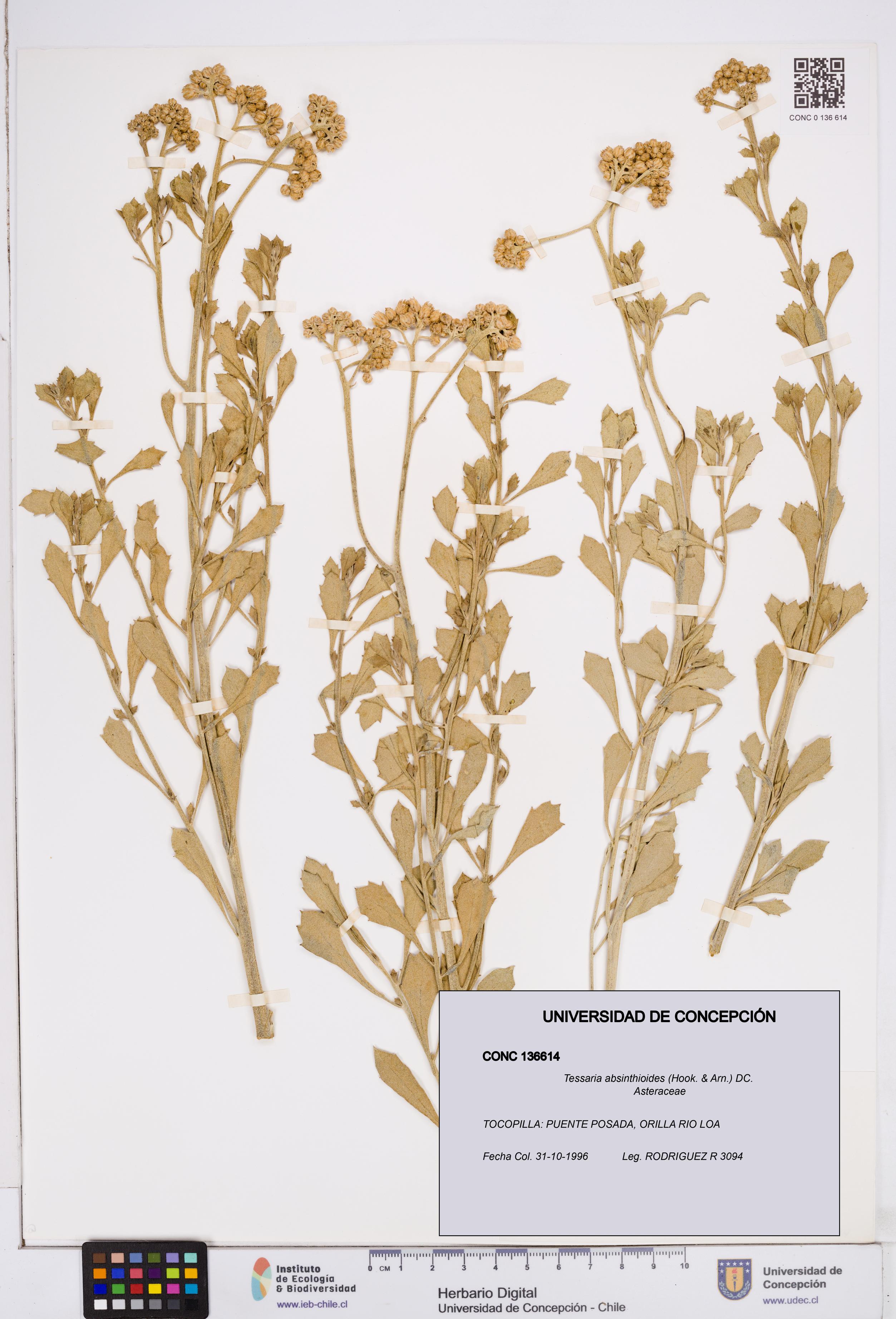 Tessaria absinthioides [Espécimen: ]