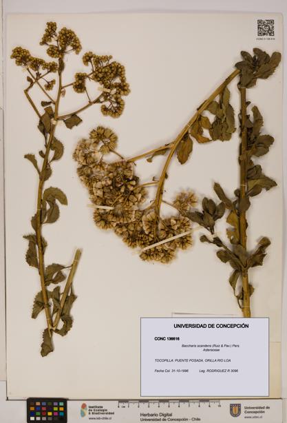 Baccharis scandens [Espécimen: UDEC:CONC:0136616]