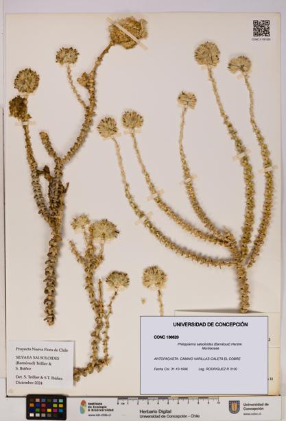 Philippiamra salsoloides [Espécimen: ]