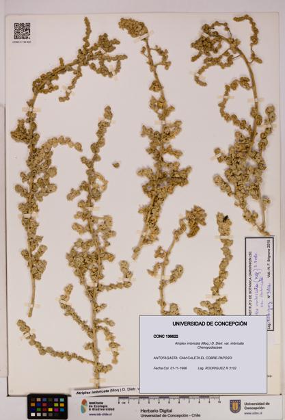 Atriplex imbricata [Espécimen: UDEC:CONC:0136622]