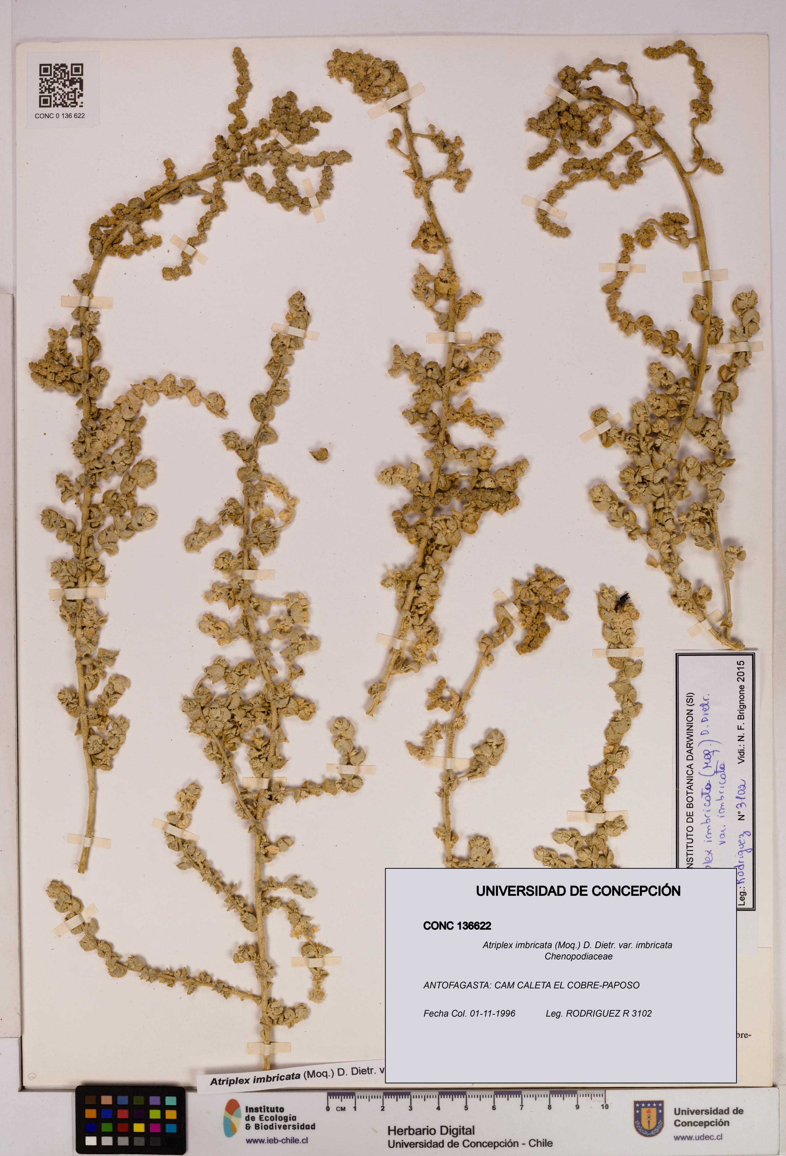 Atriplex imbricata [Espécimen: UDEC:CONC:0136622]