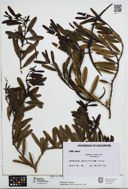 Skytanthus acutus [Espécimen: UDEC:CONC:0136623]