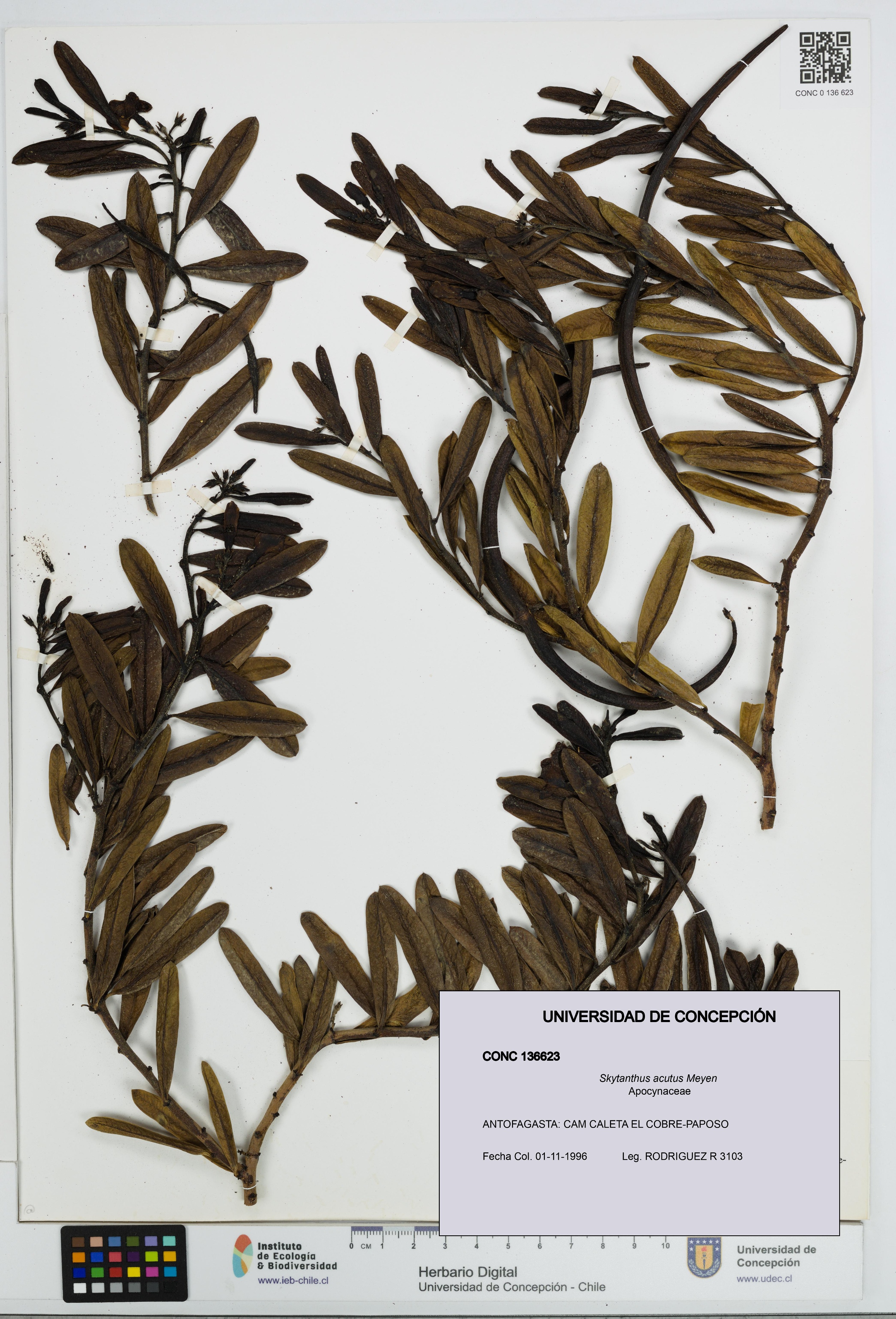 Skytanthus acutus [Espécimen: UDEC:CONC:0136623]