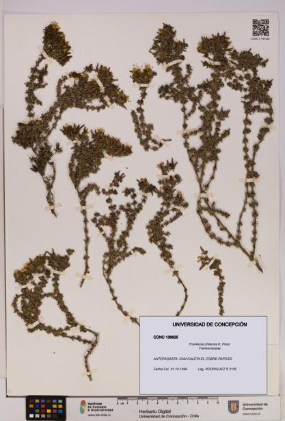 Frankenia chilensis [Espécimen: UDEC:CONC:0136625]