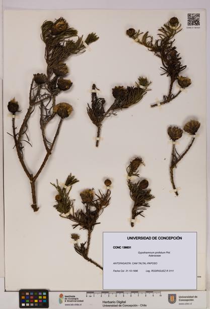 Gypothamnium pinifolium [Espécimen: UDEC:CONC:0136631]