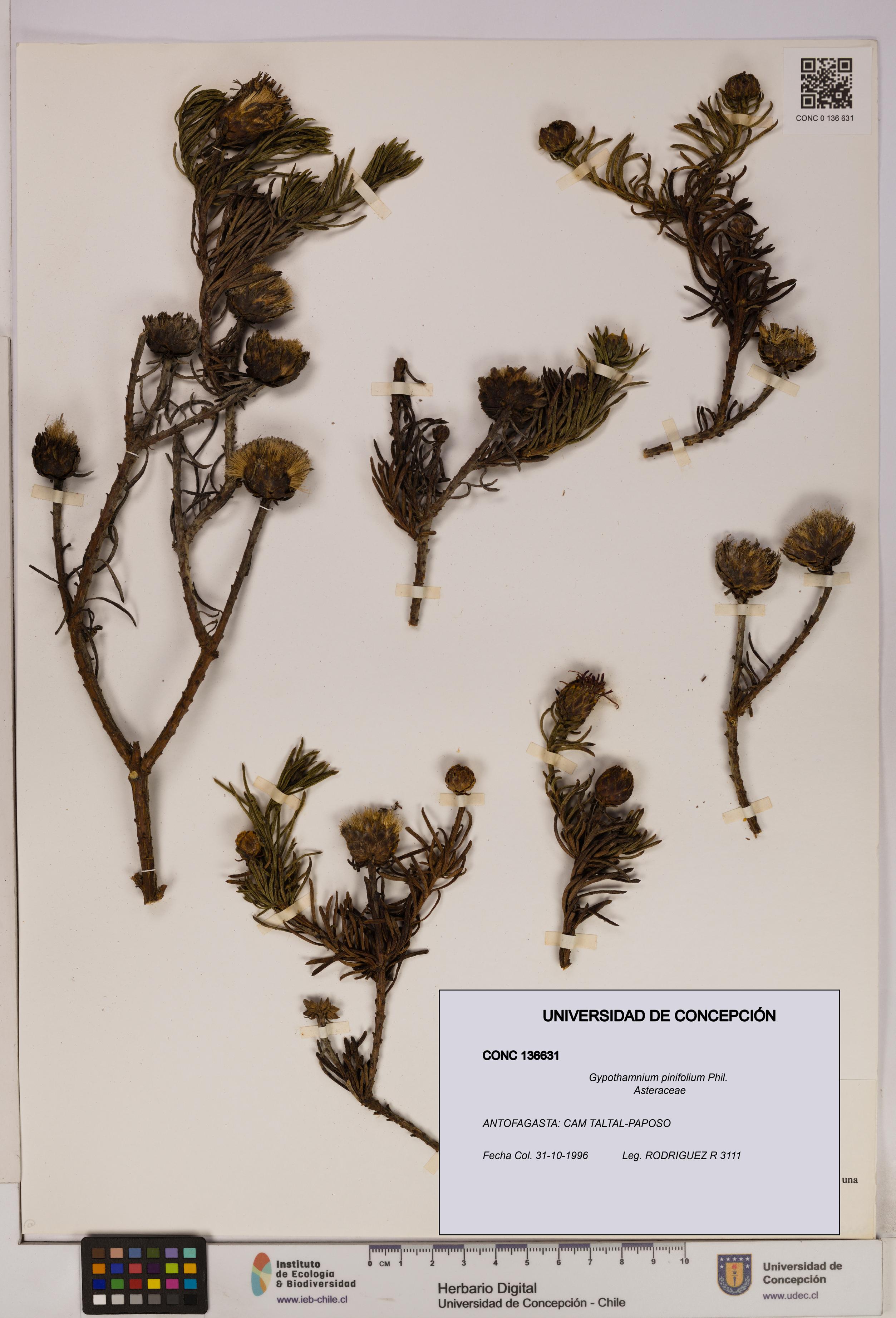 Gypothamnium pinifolium [Espécimen: UDEC:CONC:0136631]