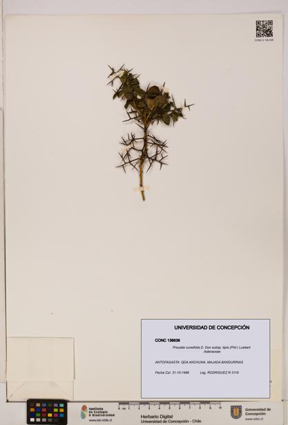 Proustia cuneifolia subsp. tipia [Espécimen: UDEC:CONC:0136636]