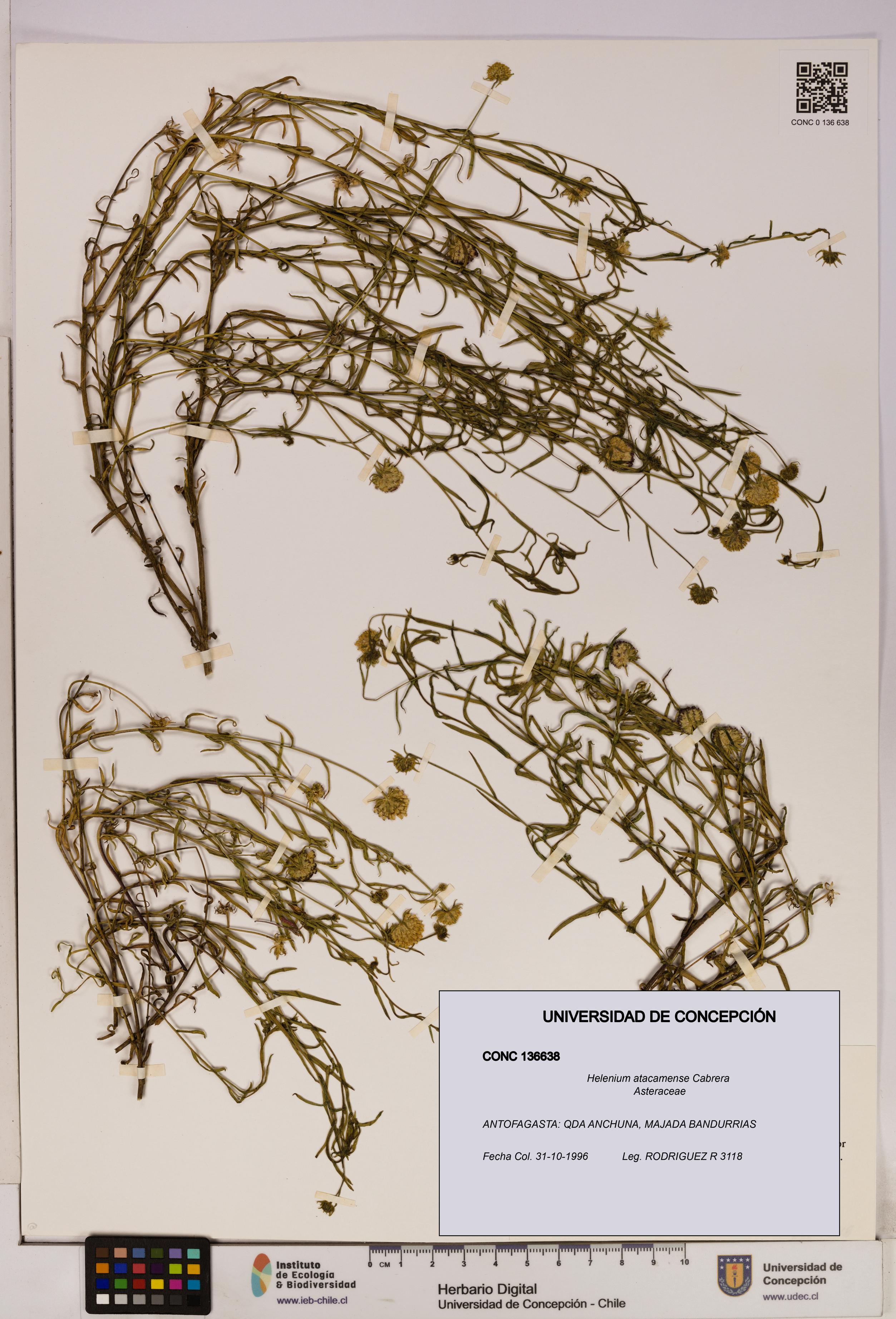Helenium atacamense [Espécimen: UDEC:CONC:0136638]