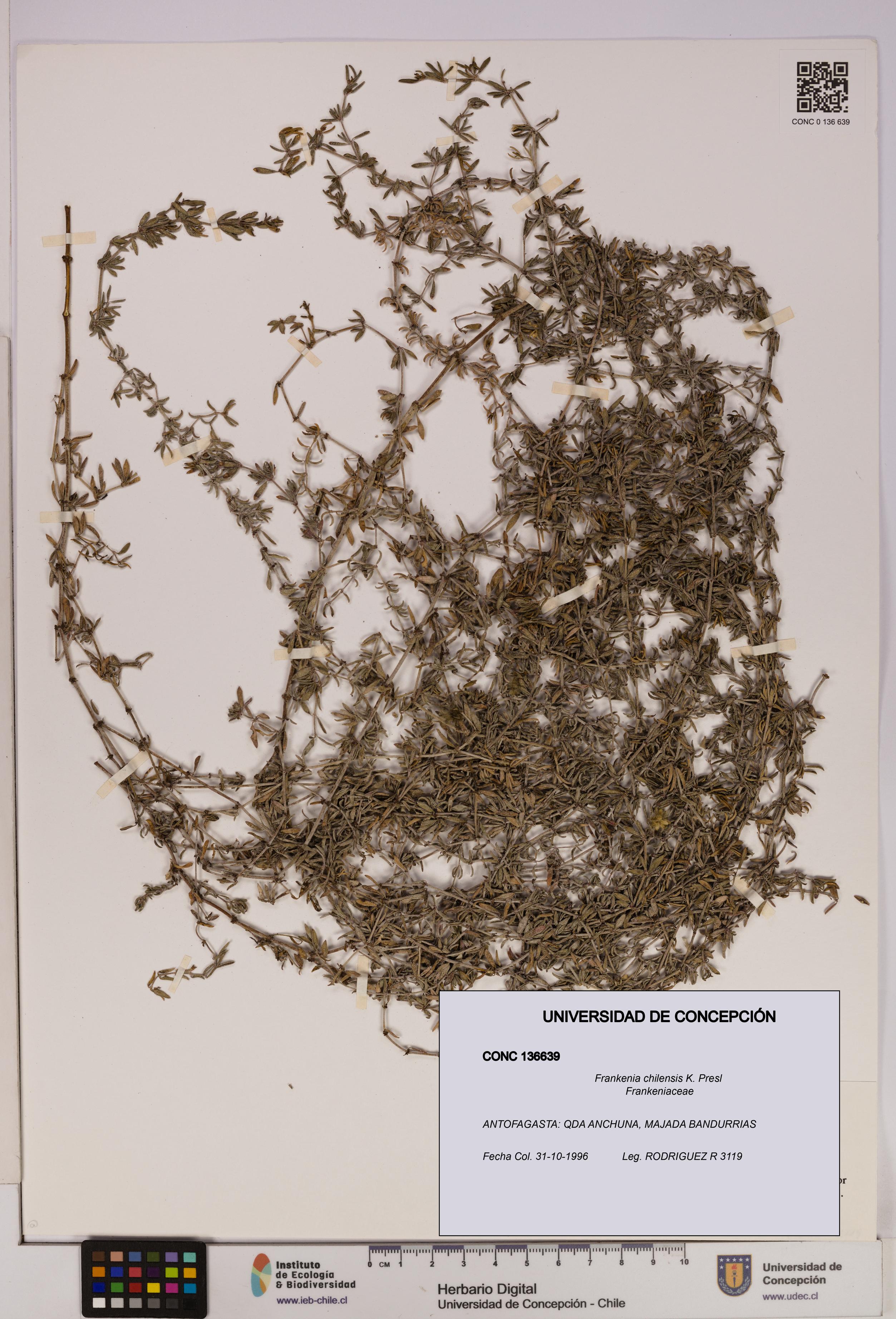 Frankenia chilensis [Espécimen: UDEC:CONC:0136639]