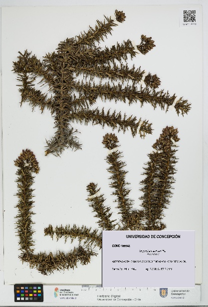 Oxyphyllum ulicinum [Espécimen: ]