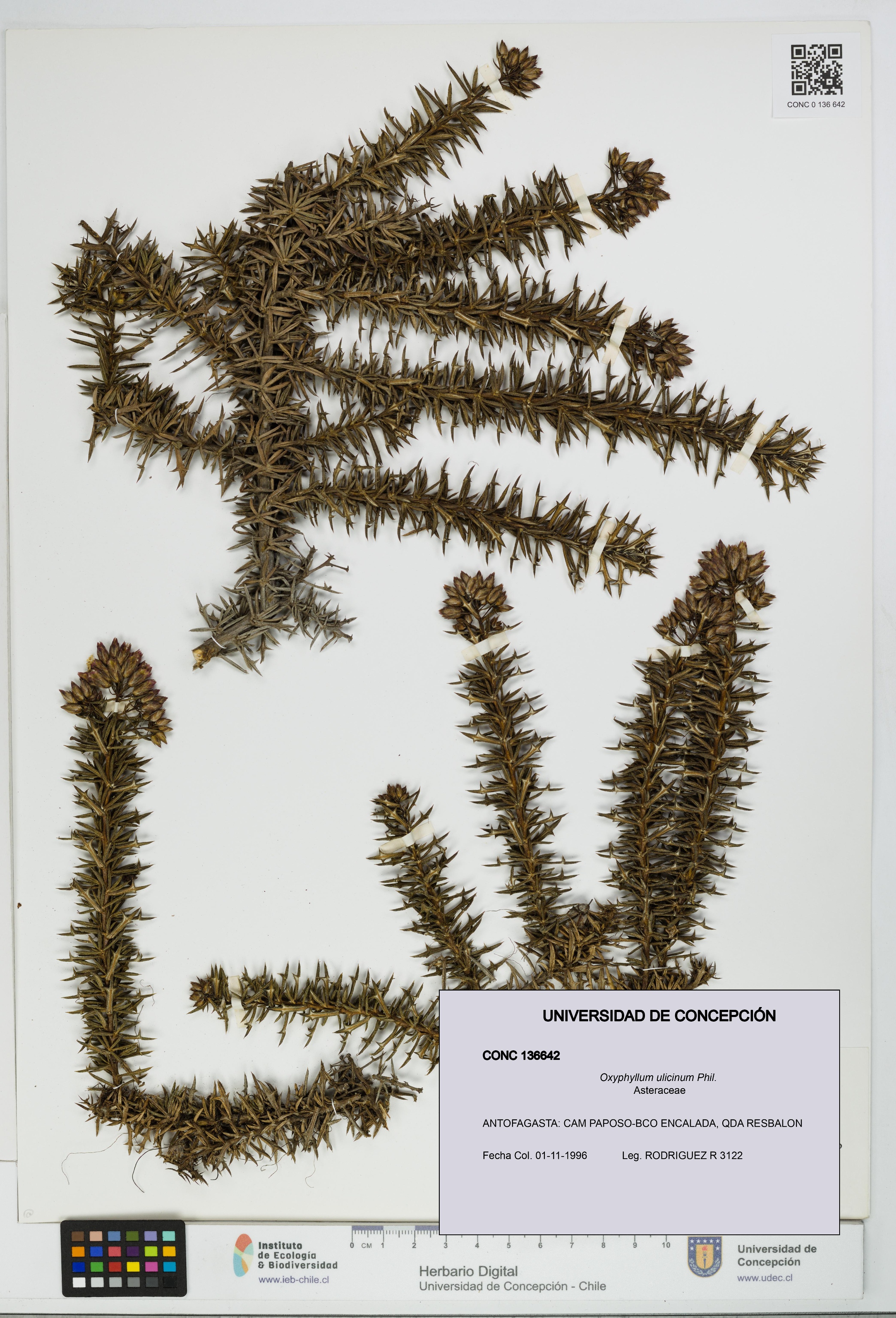 Oxyphyllum ulicinum [Espécimen: ]