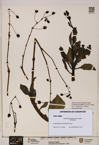 Cistanthe grandiflora [Espécimen: UDEC:CONC:0136655]