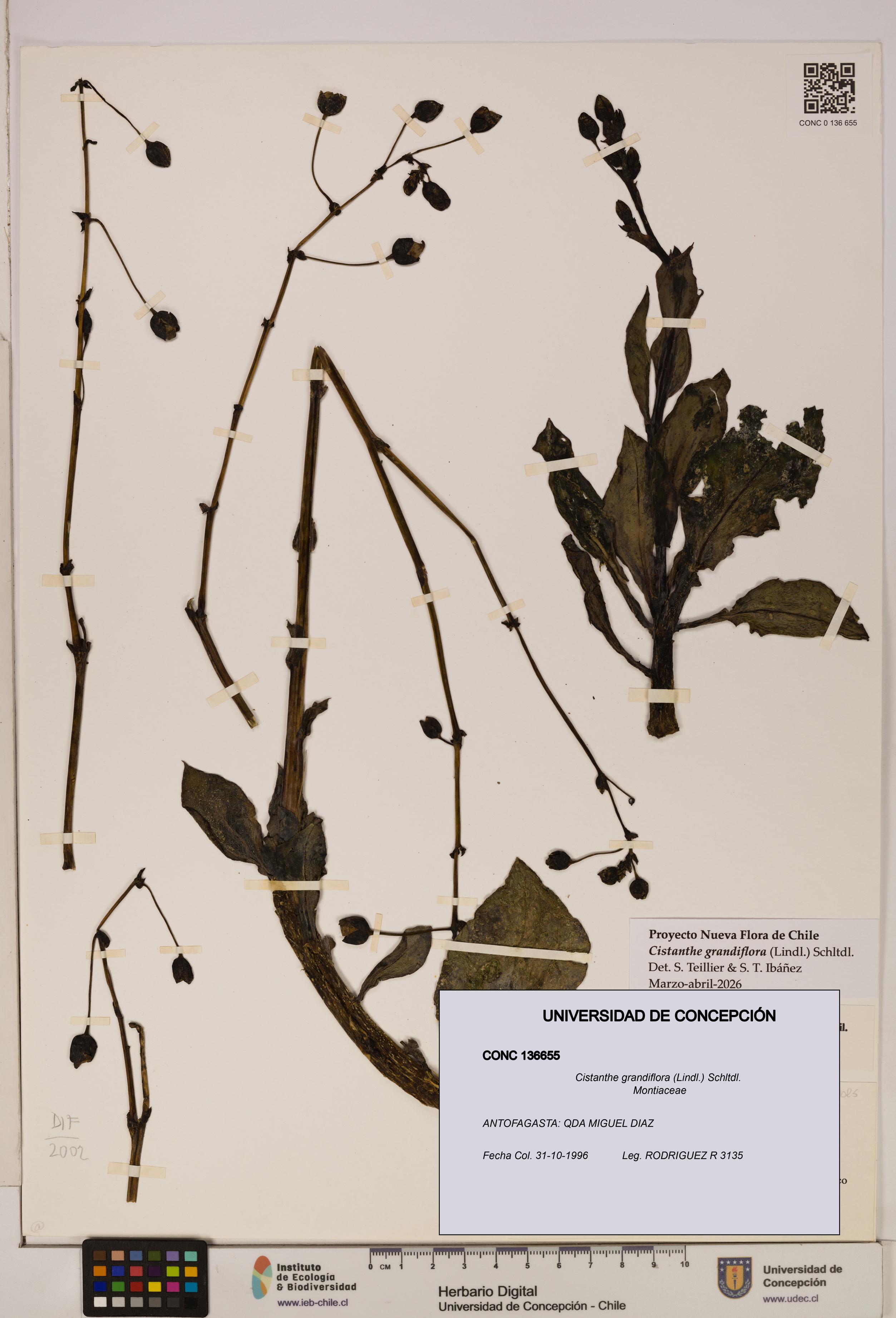 Cistanthe grandiflora [Espécimen: UDEC:CONC:0136655]