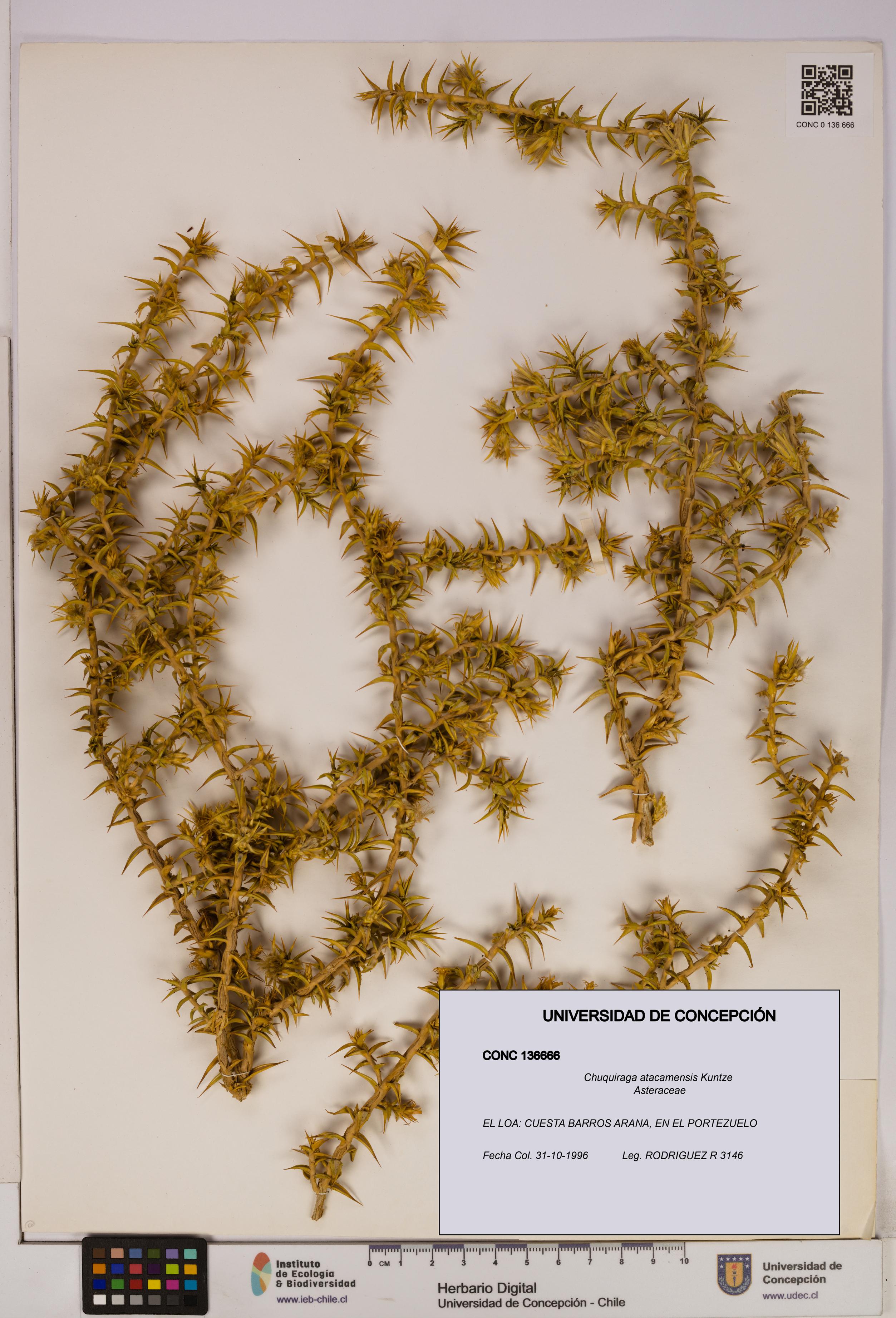 Chuquiraga atacamensis [Espécimen: UDEC:CONC:0136666]