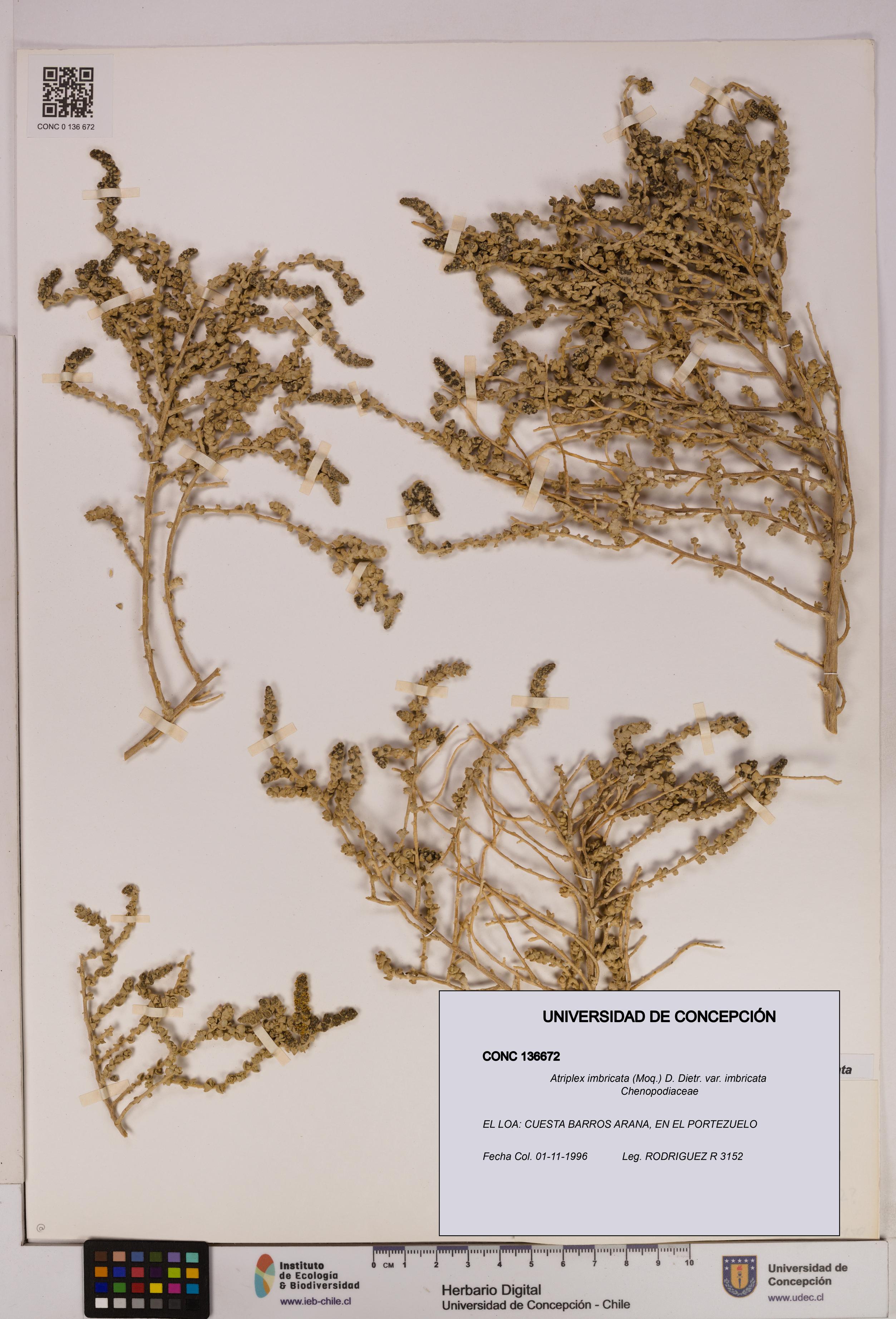 Atriplex imbricata [Espécimen: UDEC:CONC:0136672]