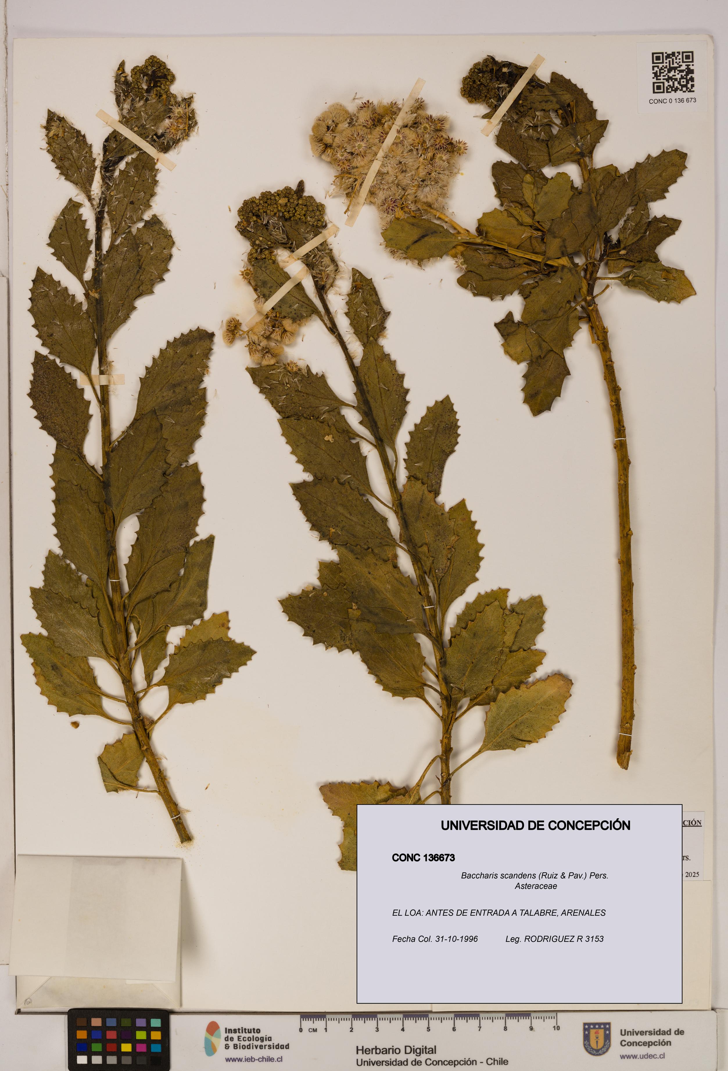 Baccharis scandens [Espécimen: UDEC:CONC:0136673]