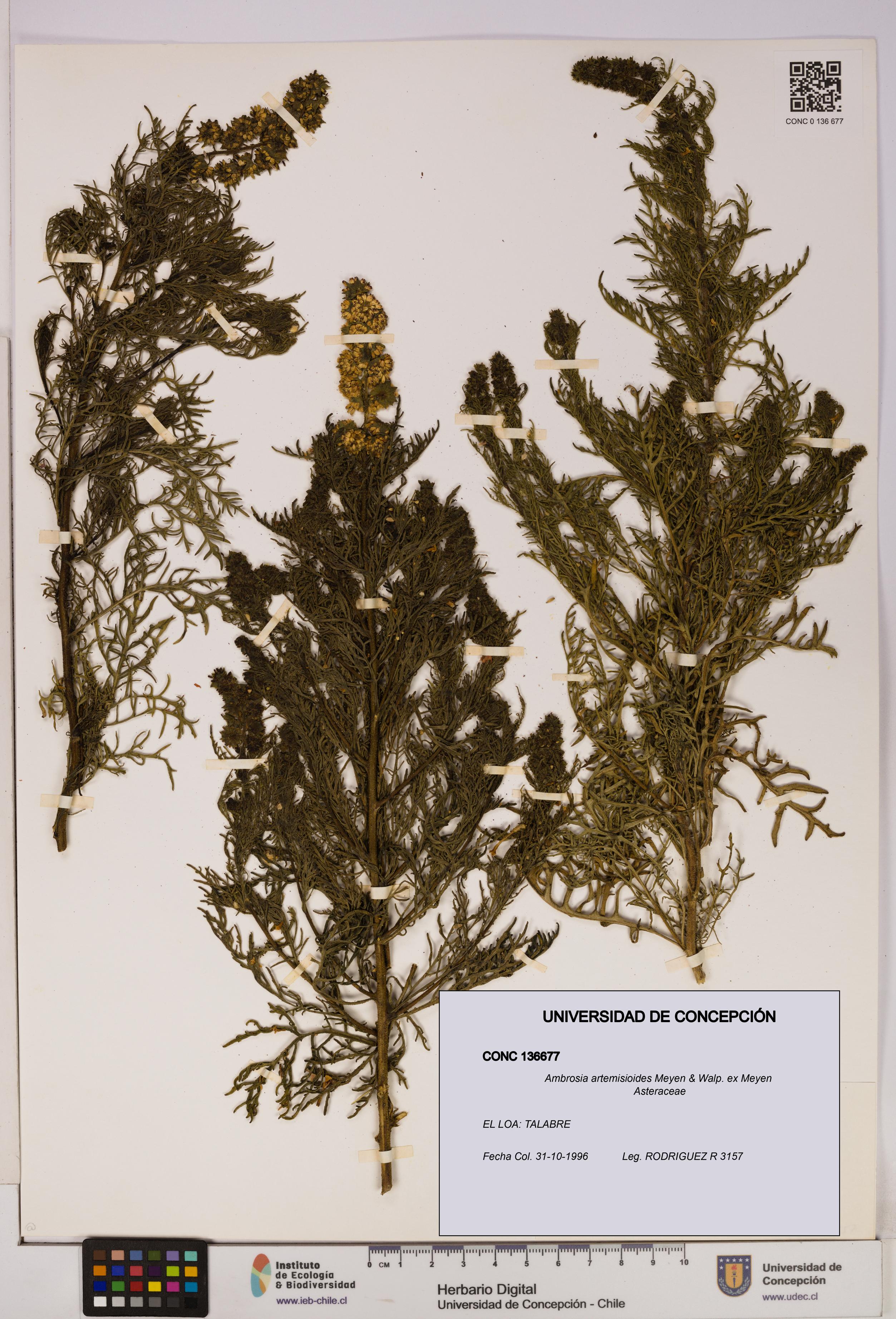 Ambrosia artemisioides [Espécimen: UDEC:CONC:0136677]