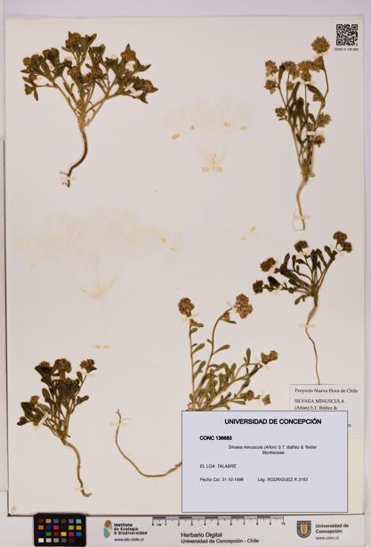 Silvaea minuscula [Espécimen: UDEC:CONC:0136683]