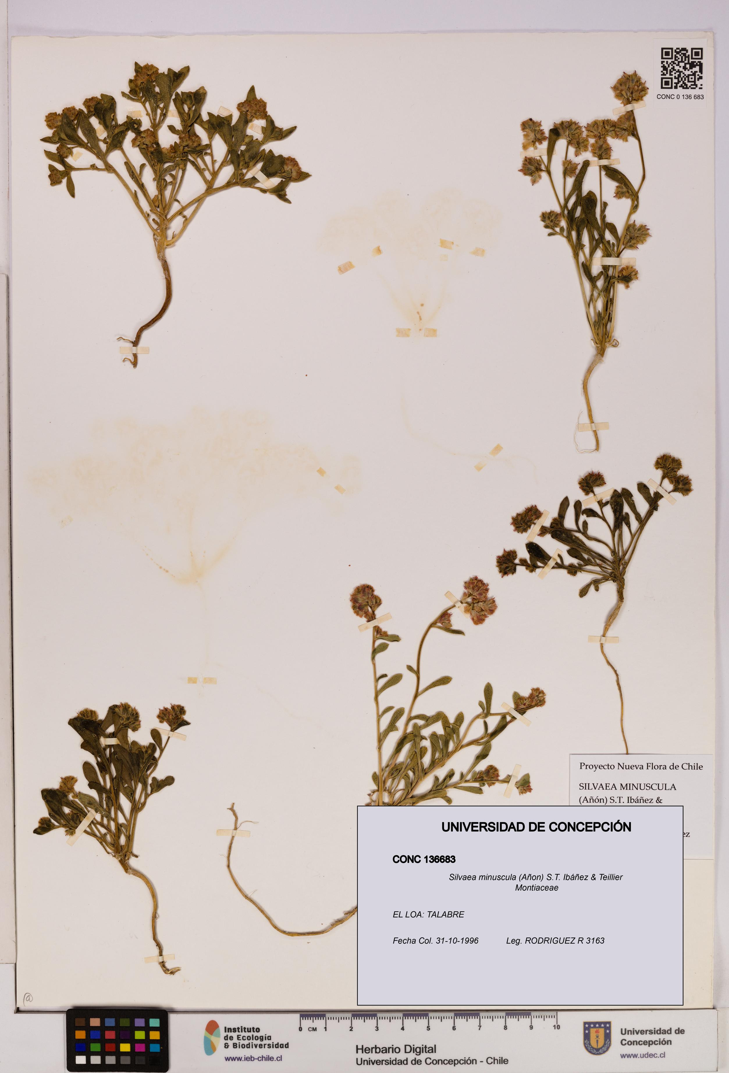 Silvaea minuscula [Espécimen: UDEC:CONC:0136683]