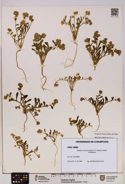 Silvaea minuscula [Espécimen: UDEC:CONC:0136684]