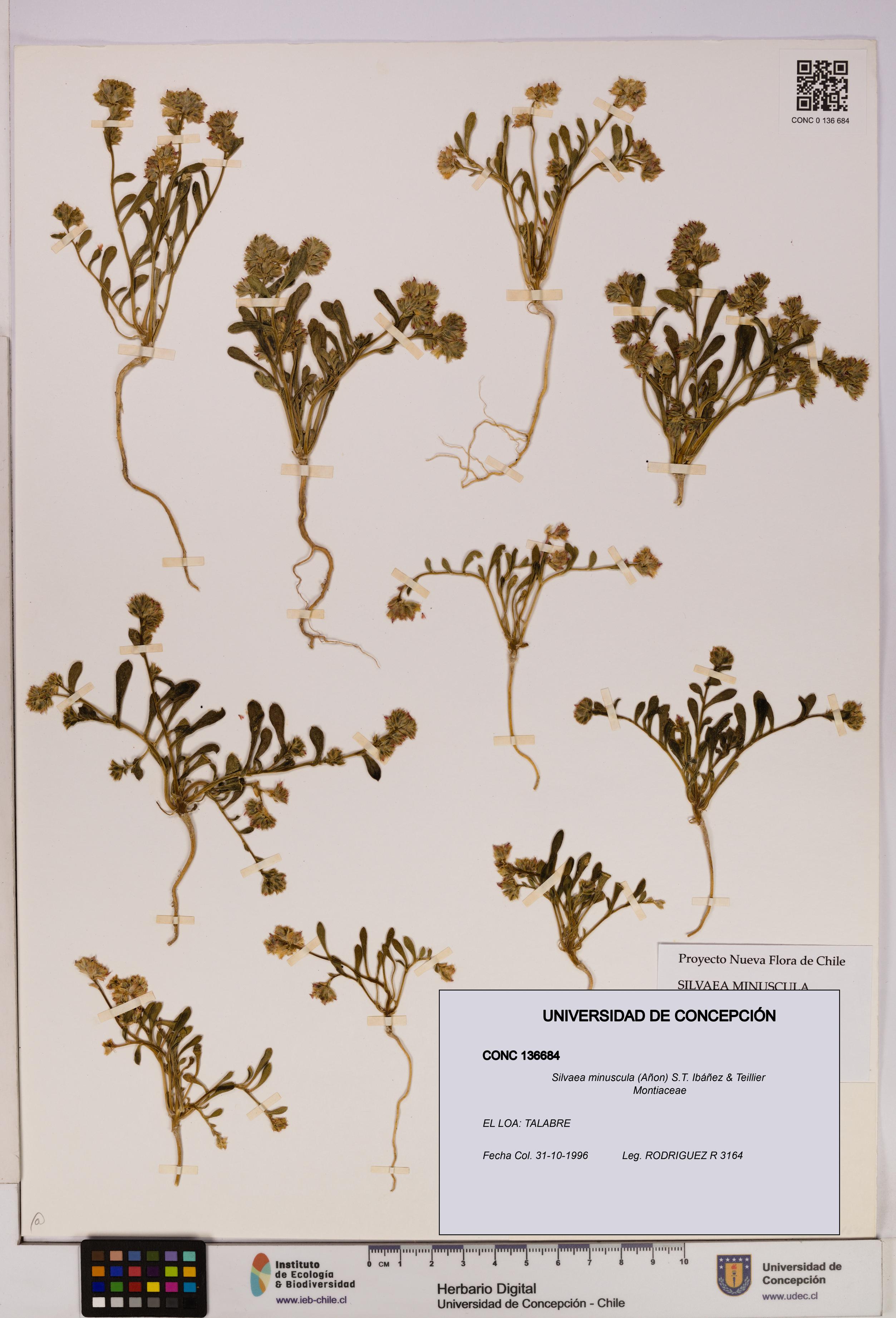 Silvaea minuscula [Espécimen: UDEC:CONC:0136684]
